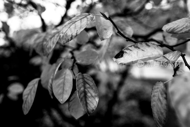 大自然的窗户:树木的叶子有着强烈的黑色和白色