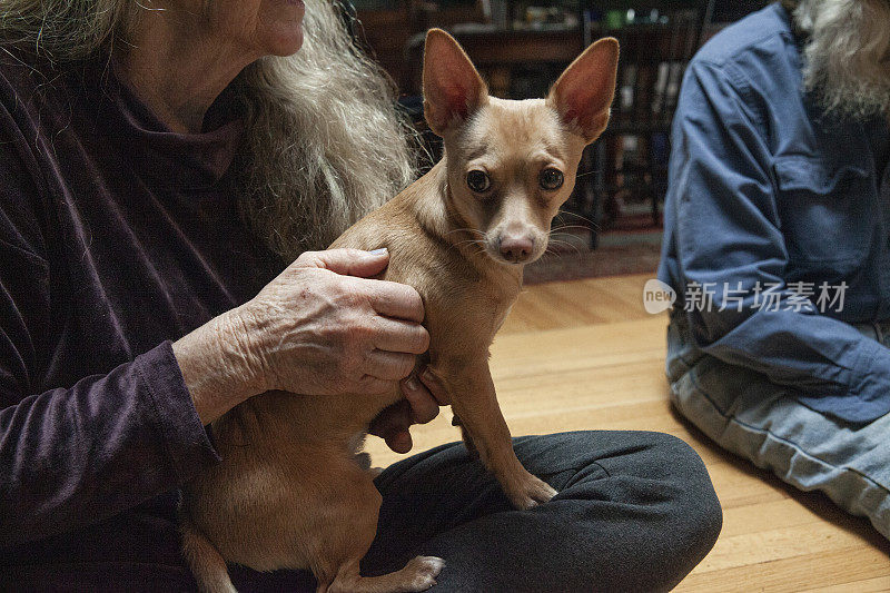 一个女人把她的宠物吉娃娃抱在腿上