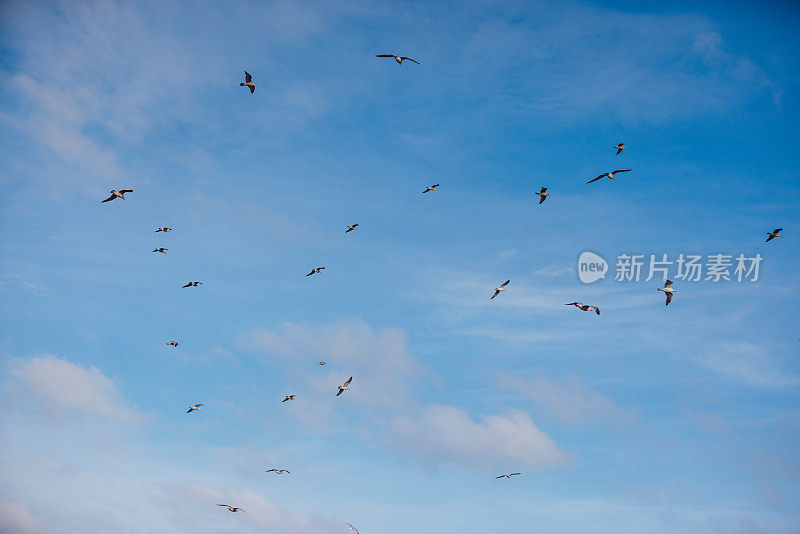 天空中的海鸥