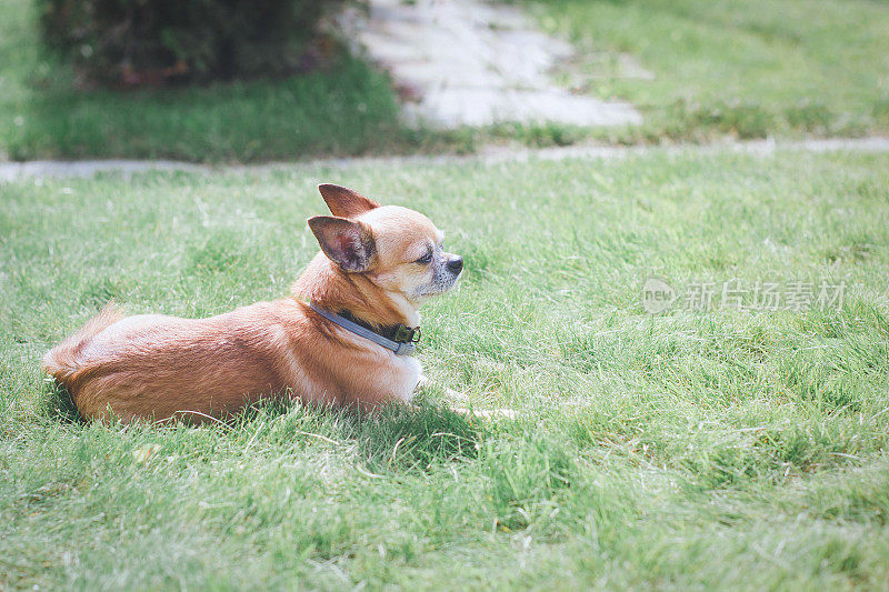 可爱的红色吉娃娃狗躺在房子附近的绿色草地上