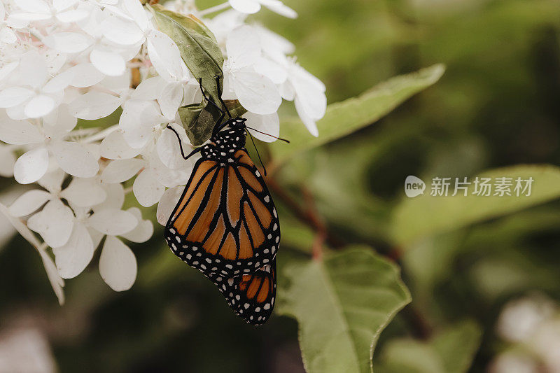 绣球花园里的帝王蝶