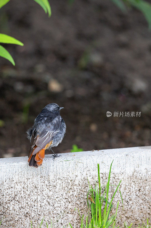 黑红星鸟后景特写坐在院子里