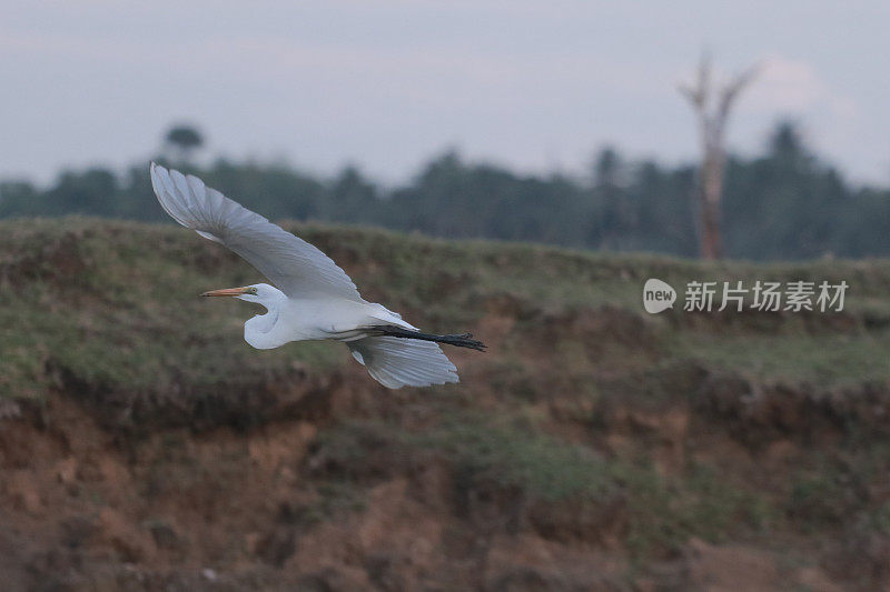 绿地里的白鹭