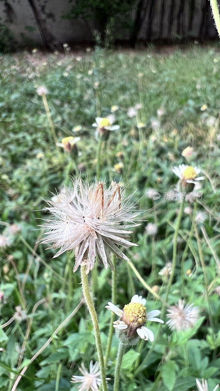 白色的雏菊正在凋谢，花瓣落在地上