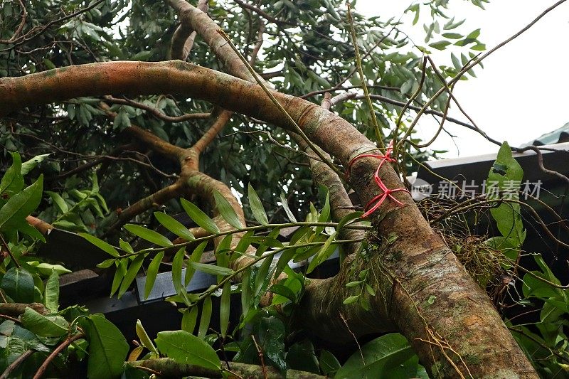 在暴雨和冰雹之后的雨季风暴中，大树枝掉落在建筑物上，屋顶被损坏。