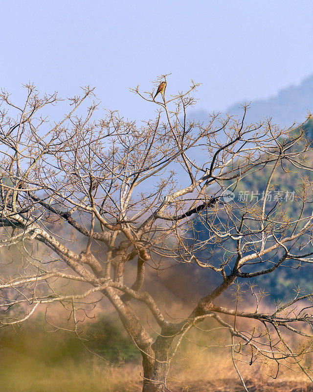 欧亚红隼在其自然栖息地栖息在一棵树上。