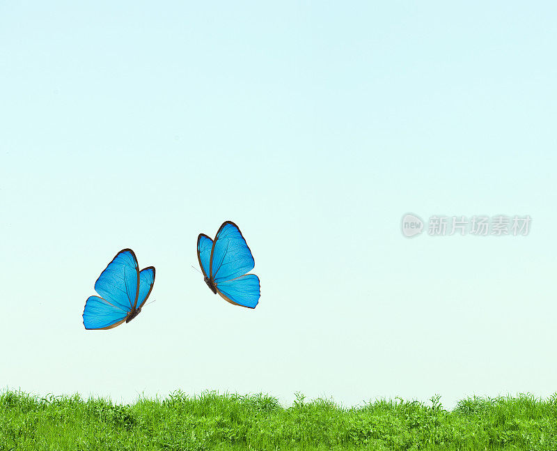 两只蓝色的蝴蝶在绿色的草地上飞翔