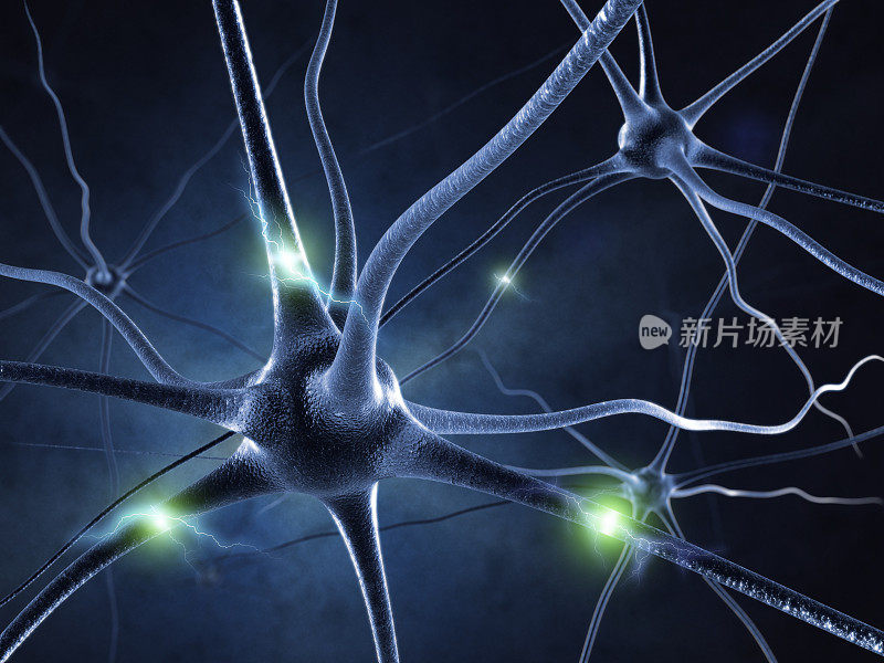 神经元与神经系统