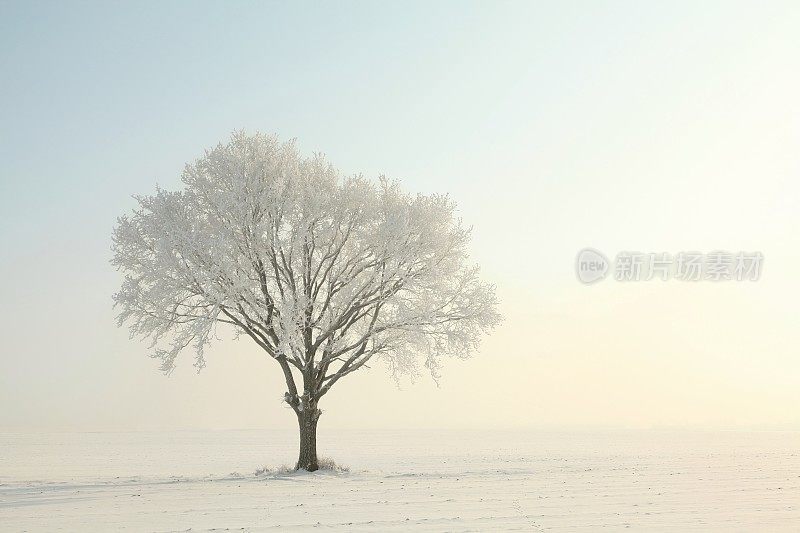 清晨寂寞的树