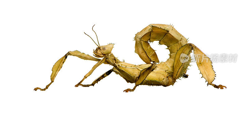 棒状昆虫——冠状外植体