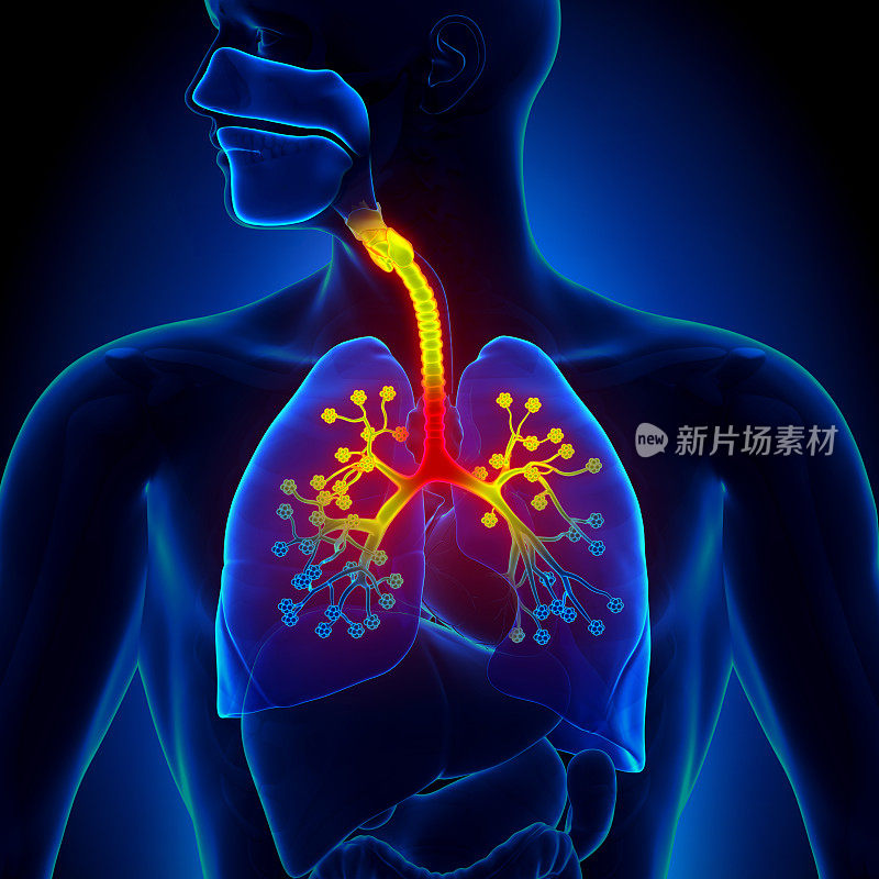 毛细支气管炎-细支气管的炎症