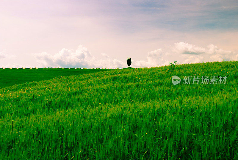 绿草如茵，有一棵树和拷贝空间