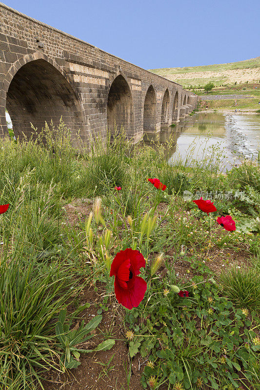 土耳其迪亚巴克尔底格里斯河上的Ongozlu桥的拱形红色罂粟花