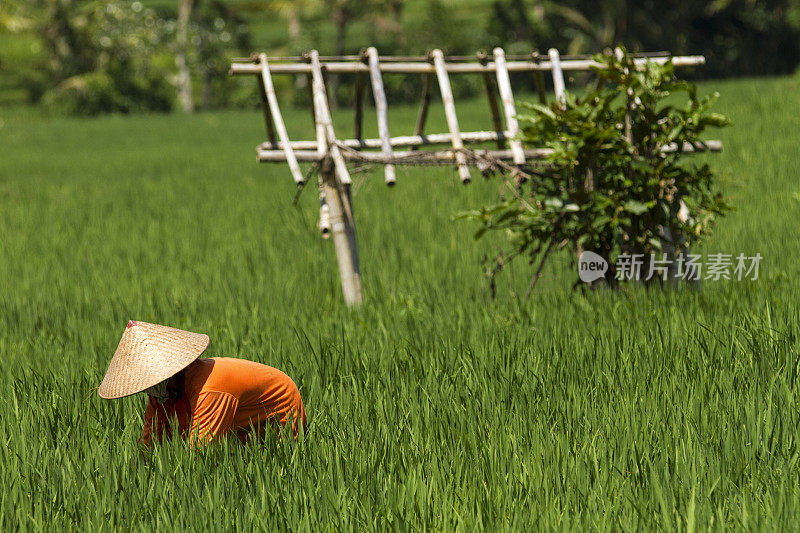 在稻田里耕种的成熟妇女