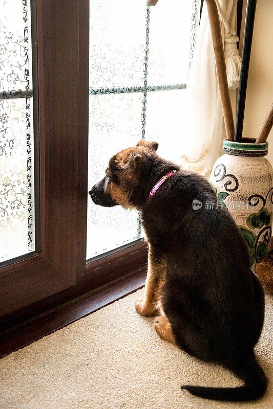 德国牧羊犬狗看守着门