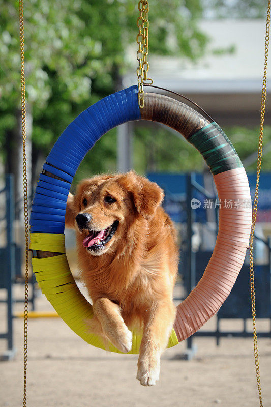 金毛猎犬跳跃障碍