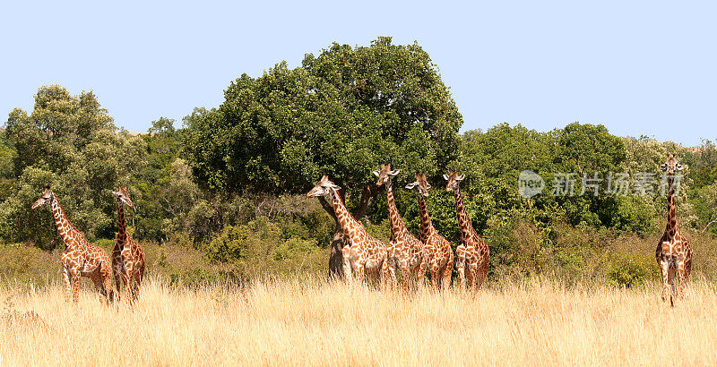 连续7只马赛长颈鹿;肯尼亚马赛马拉