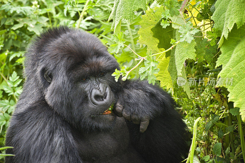 银背山大猩猩正在进食，野生动物拍摄