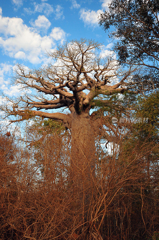 高灌木中的猴面包树――马达加斯加