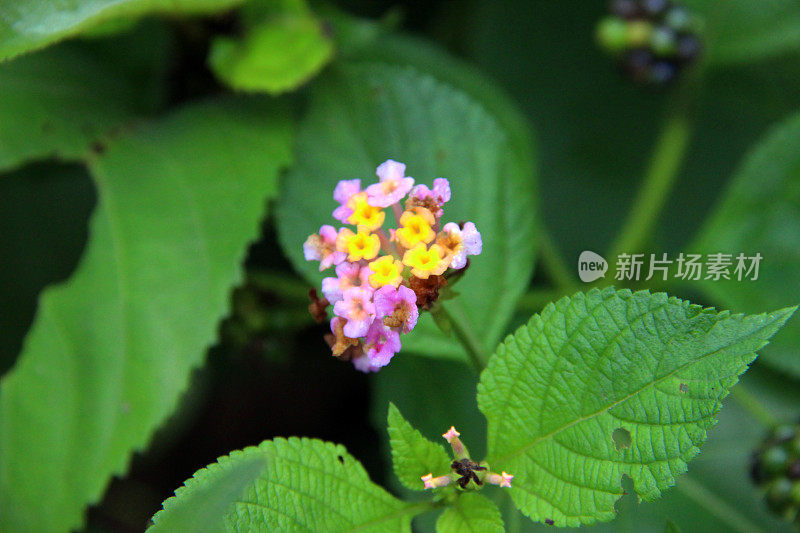 印度尼西亚:热带雨林中的花朵