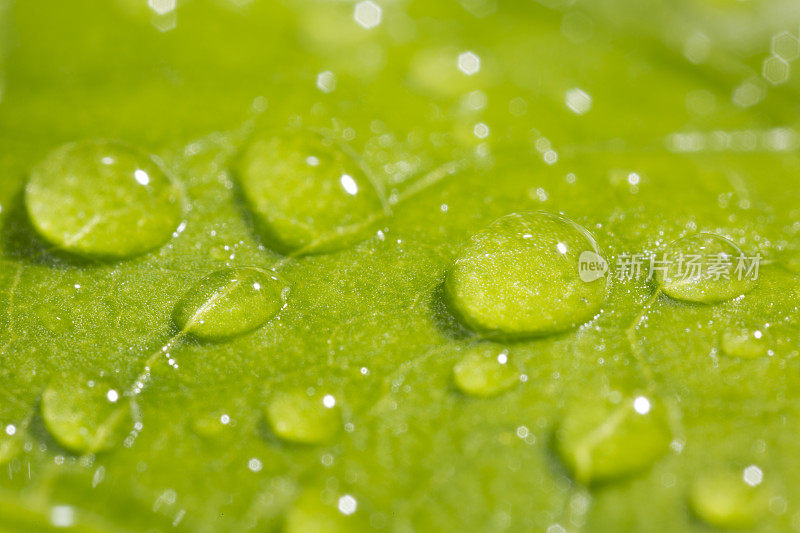 带雨滴的叶子