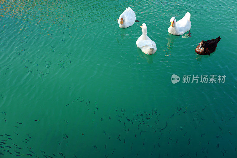 鸭子和鱼儿在地中海游泳