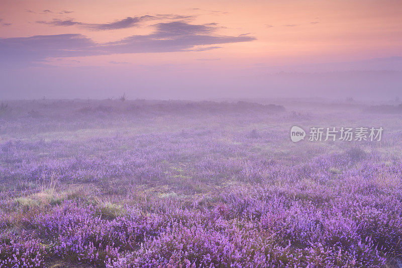 荷兰，黎明时分，希尔弗瑟姆附近，雾气笼罩着盛开的石南花
