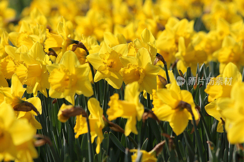图片特写的黄色水仙花(水仙花)在春天的花园