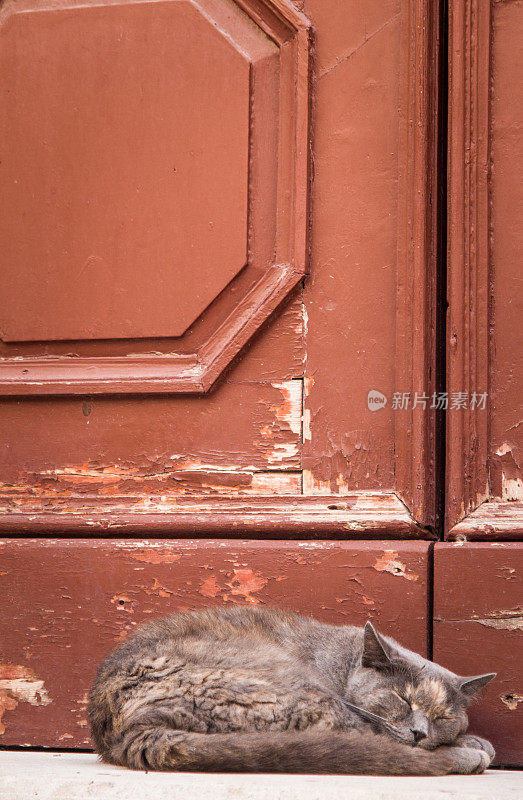 可爱的猫睡在旧门前