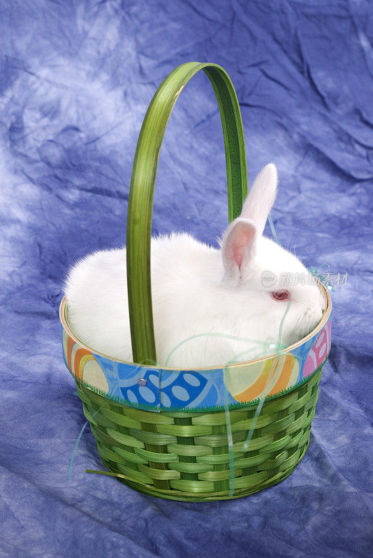 复活节篮子里的小白兔