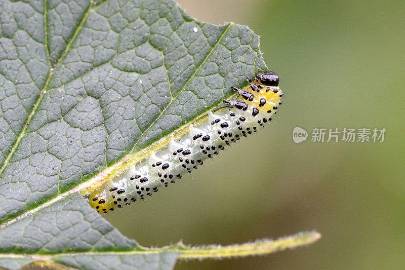 醋栗叶蜂catepillar