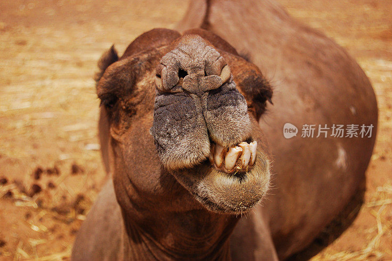 骆驼微笑看着相机的肖像