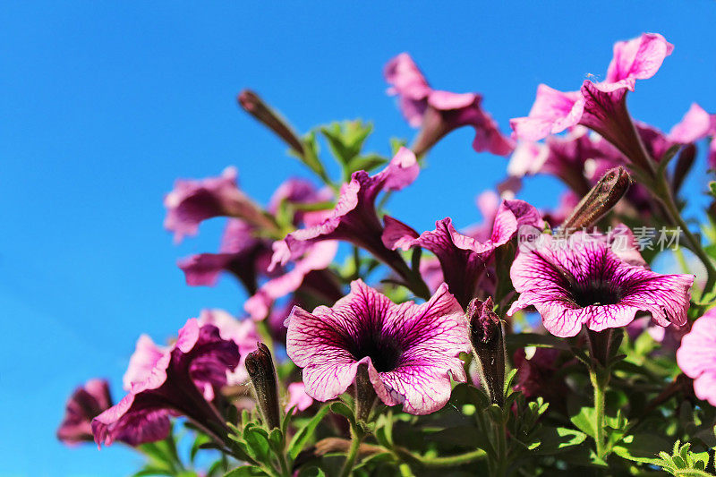 春天，蓝色的天空上盛开着紫色的矮牵牛花