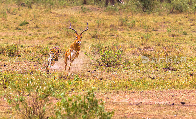 在大草原猎豹。肯尼亚马赛马拉