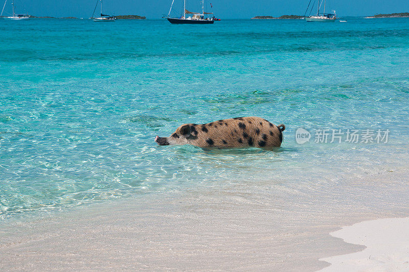 巴哈马群岛游泳的猪