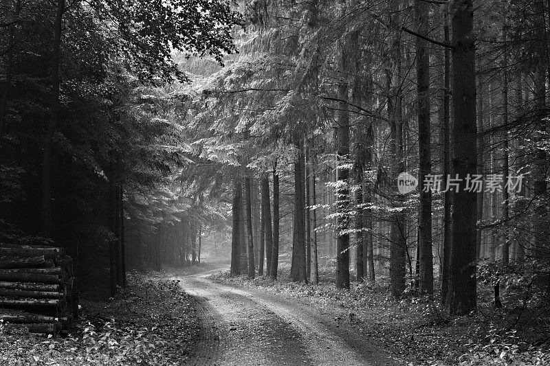 泥土路穿过多雨的森林