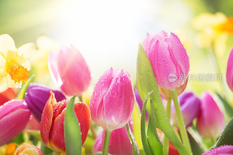 彩色的郁金香和水仙花在自然背景与水滴