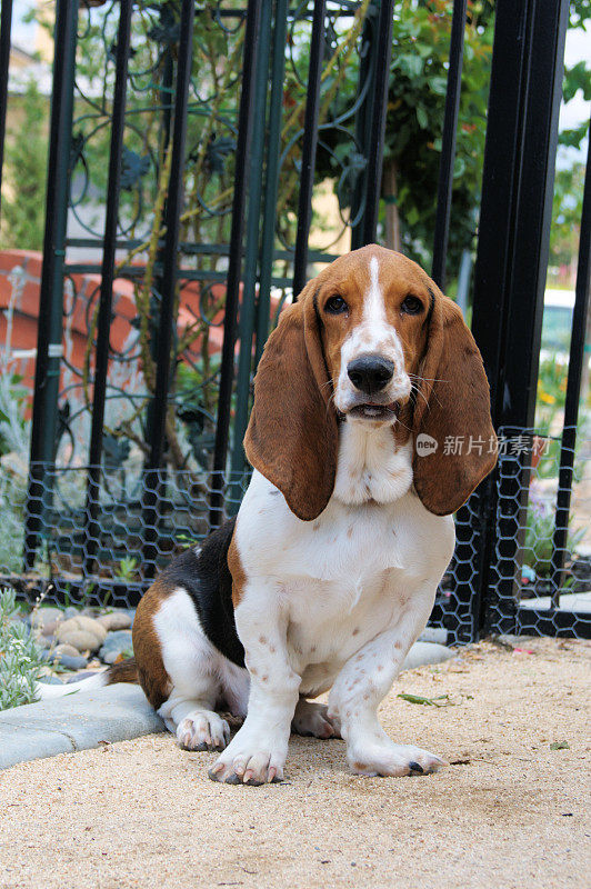 巴塞特猎犬小狗