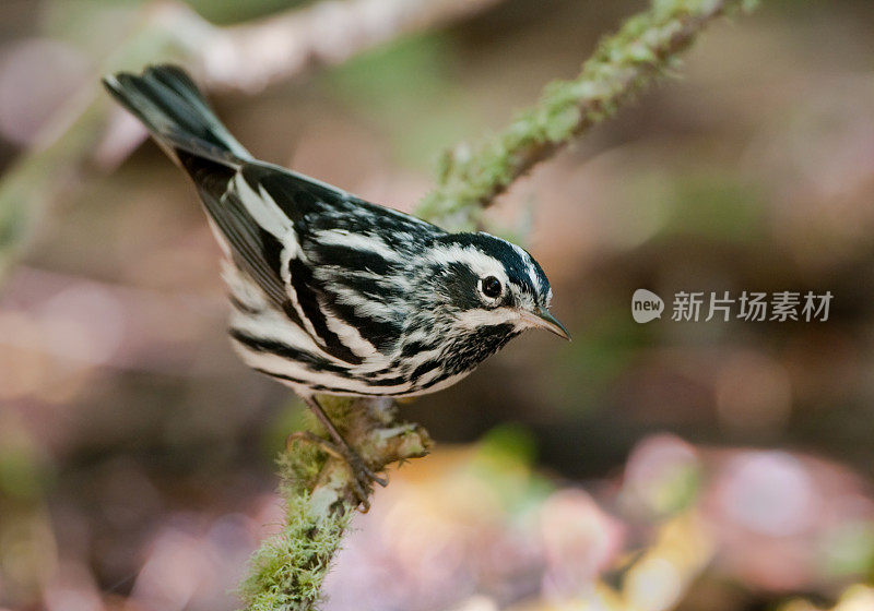 黑白林莺-雄性