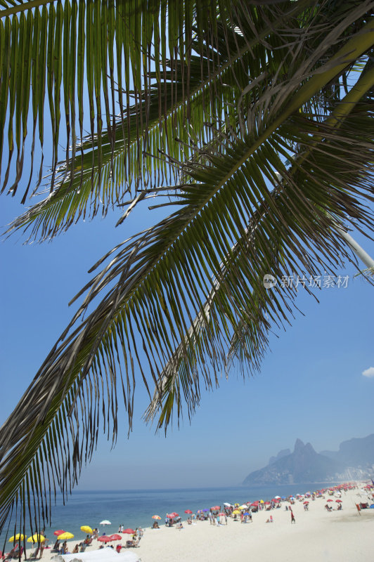 巴西里约热内卢伊帕内玛海滩棕榈风光