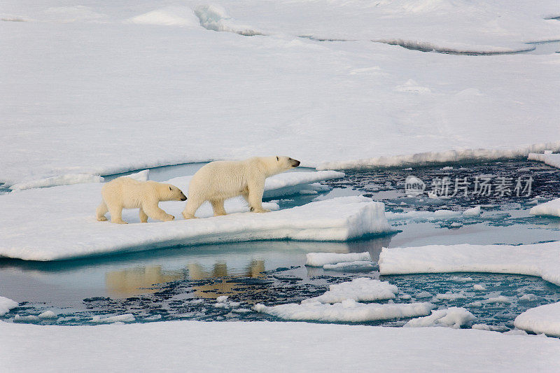两只北极熊在浮冰上