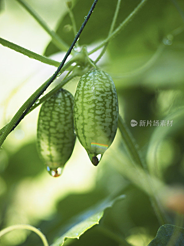 墨西哥瓜类水果植物