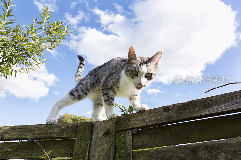 虎斑猫在木栅栏上行走