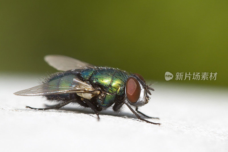 苍蝇的特写