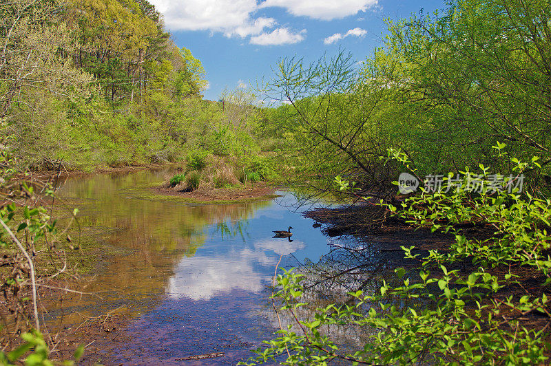 美国乔治亚州的查塔胡奇河湿地
