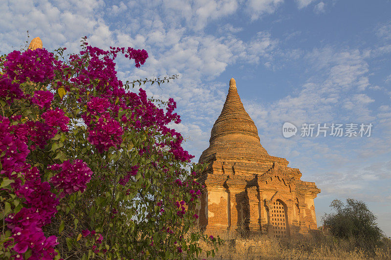 缅甸蒲甘的古老砖塔。Bougainvilla前景。