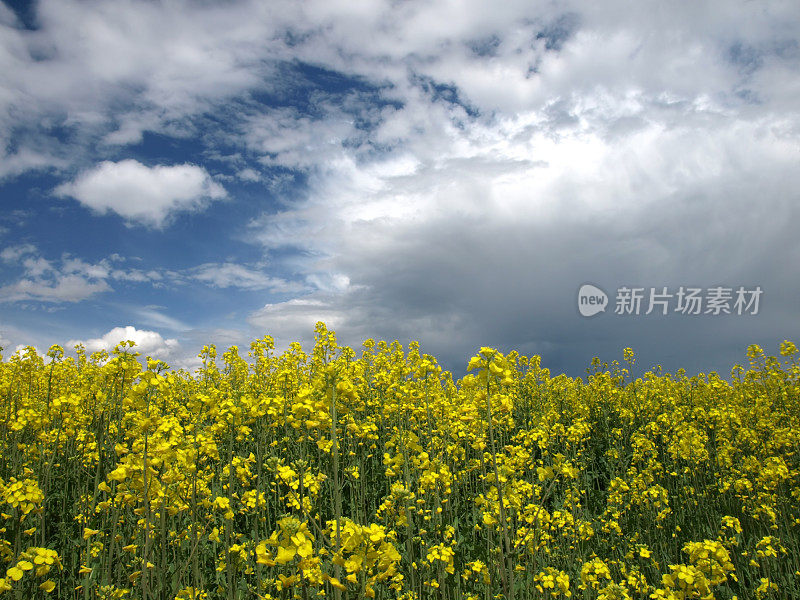 油菜花领域