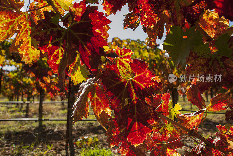 葡萄叶子变成红色黄色的颜色秋天索诺玛谷加利福尼亚