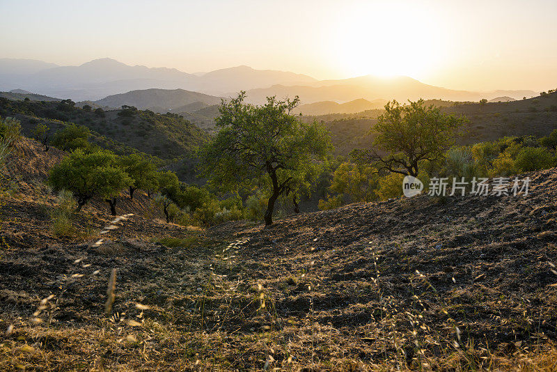 夕阳下的安达卢西亚风景和西班牙的橄榄树