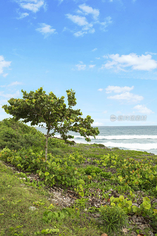 海浪涌向开曼群岛海岸